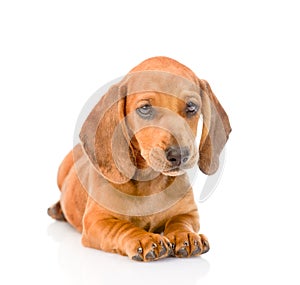 Dachshund puppy dog lying in front view. isolated on white background