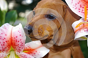 Dachshund Puppy Dog, Pollen & Lillies