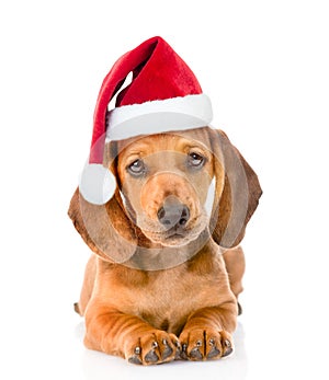 Dachshund puppy dog in red christmas hat. isolated on white background