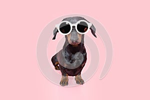 Dachshund puppy dog wearing retro sunglasses. Summer concept. Isolated on pink coral background