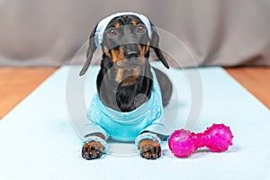 Dachshund puppy dog wristbands on paws and sweatband on head lying next to silicone dumbbell to train and yoga mat