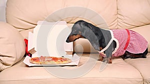 Dachshund puppy donned in costume sniffs pizza placed on couch