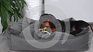 a dachshund puppy on a gray couch gnaws on a toy and looks into the frame