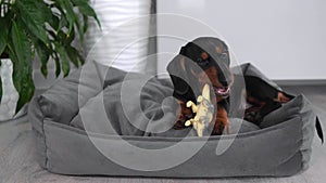 A dachshund puppy on a gray couch gnaws on a toy and looks into the frame