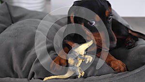 A dachshund puppy on a gray couch gnaws on a toy and looks into the frame