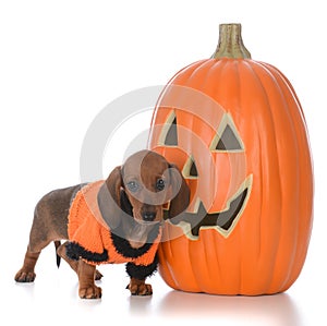 Dachshund puppy at halloween