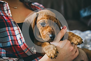 Dachshund puppy in hands of its owner