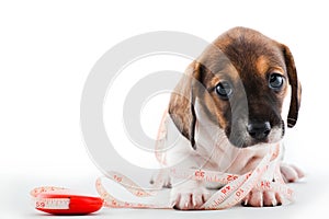 Dachshund Puppy Home tools studio quality