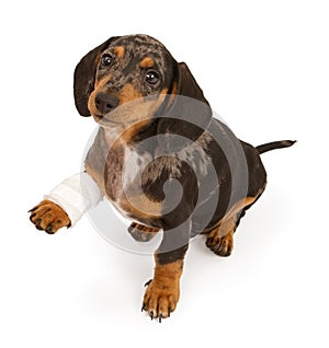 Dachshund Puppy With Injured Leg Isolated on White