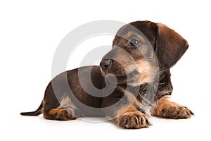 Dachshund