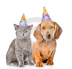Dachshund puppy and kitten in birthday hats together. isolated on white background