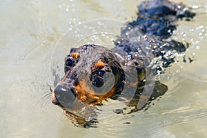 Dachshund puppy knowns as badger dog swimming in sea