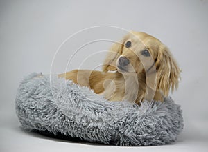 dachshund puppy laying in it's fluffy bed