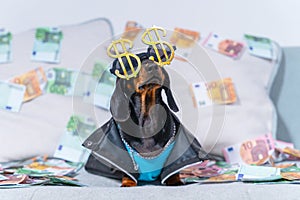 Dachshund puppy in leather jacket, dollar glasses sits littered with euro bills