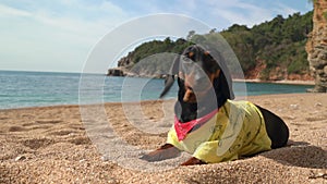 Dachshund puppy lies resting on ocean beach on sunny day
