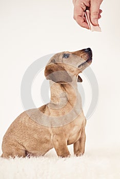 Dachshund puppy looking for treat