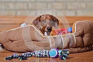 Dachshund puppy lounging