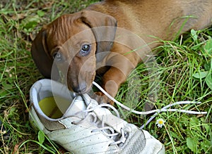 Dachshund puppy plays with shoe outside in grass