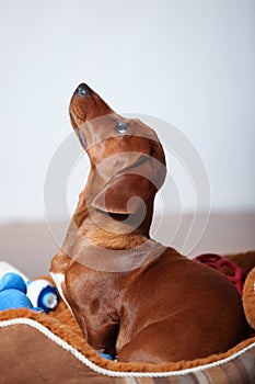Dachshund puppy profile