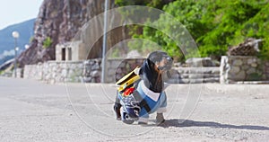 Dachshund puppy pupil at school clothes runs from school beginning of holidays