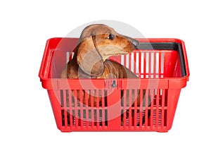 Dachshund puppy sits in red shopping basket