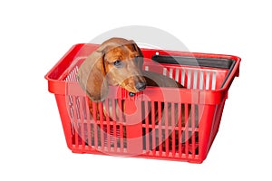 Dachshund puppy sits in red shopping basket