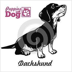 Dachshund puppy sitting. Drawing by hand, sketch. Engraving style, black and white vector image.