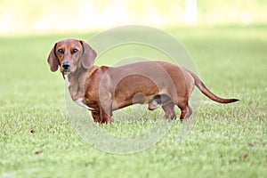 Dachshund puppy standing