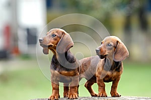 Dachshund puppy