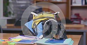 Dachshund puppy in uniform and with backpack behaved badly or did not do homework, so it was punished and lies sad on