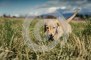 Dachshund puppy walks in the long grass