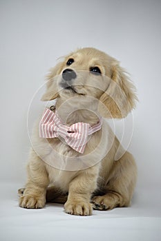 Dachshund Puppy wearing bow tie
