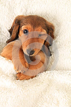 Dachshund puppy winking