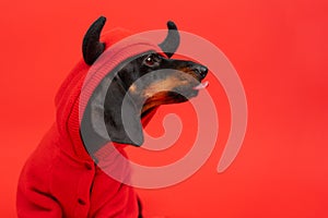 Dachshund in red pyjama sitting with tongue sticking out