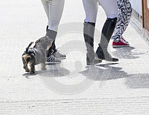 Dachshund and riders legs at the food stall during a horse competition event.