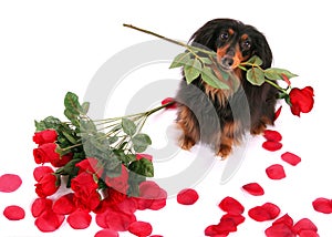 Dachshund and Roses