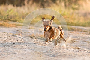 Dachshund run free