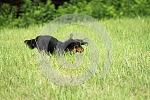 Dachshund running in the field
