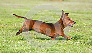 Perro tejonero correr sobre el césped verde 