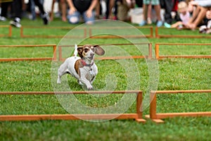 Dachshund Runs Between Hurdles Watched by Spectators