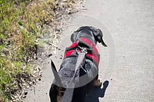 Dachshund Runway