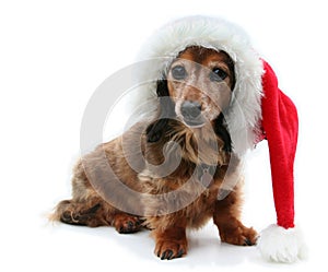 Dachshund Santa