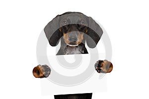 Dachshund sausage dog banner