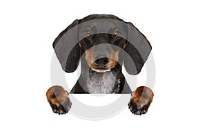 Dachshund sausage dog banner