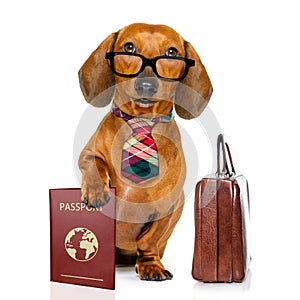 Dachshund sausage dog on business trip