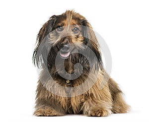 Dachshund, Sausage dog lying in front of white background