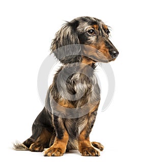 Dachshund, Sausage dog sitting in front of white background