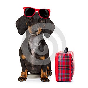 Dachshund sausage dog on vacation
