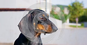 Dachshund sees strange thing in park and wants to bark