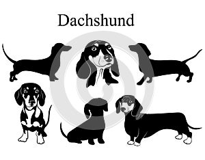 Dachshund set. Collection of pedigree dogs. Black white illustration of a dachshund dog. Vector drawing of a pet. Tattoo